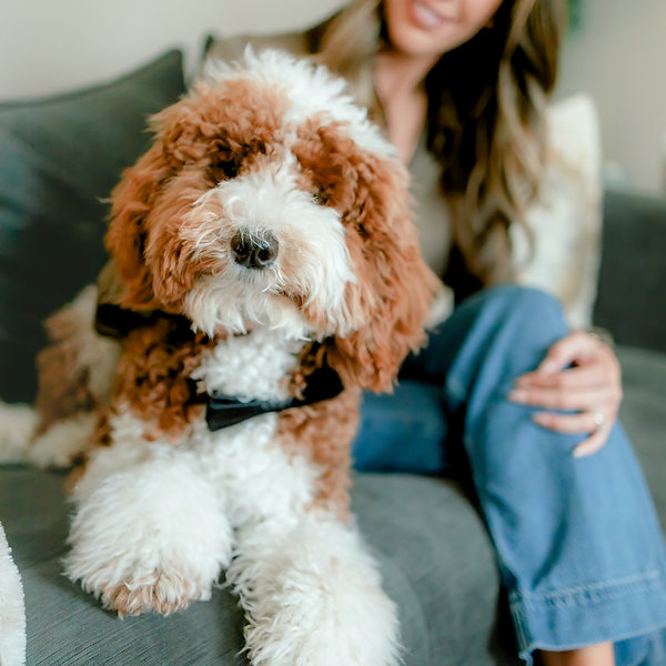 Winston, a Goldendoodle therapy dog in training at the Katy office